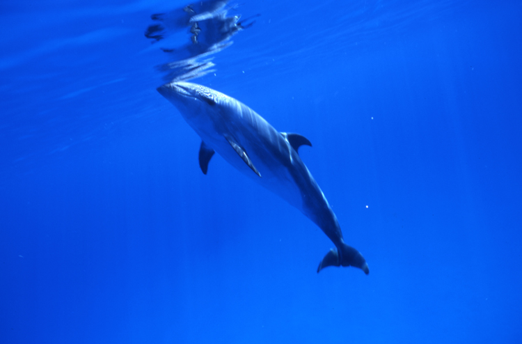 DIVING;dolphins;blue water;cayman brac;cayman island;F745_Factor_011B 2;dolphin